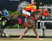 Apprentice jockey A'Isisuhairi Kasim drives Captain Kirk to an all-the-way victory on Friday night.<br>Photo by Singapore Turf Club